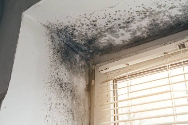 Affordable Mold Removal solutions in Hainesport, NJ